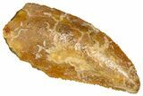 Serrated Raptor Tooth - Real Dinosaur Tooth #376815-1
